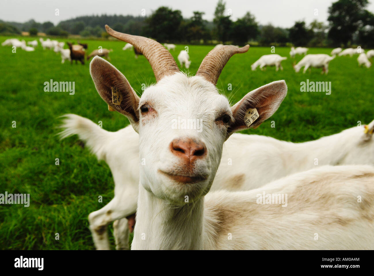 White german goats with horn Stock Photo