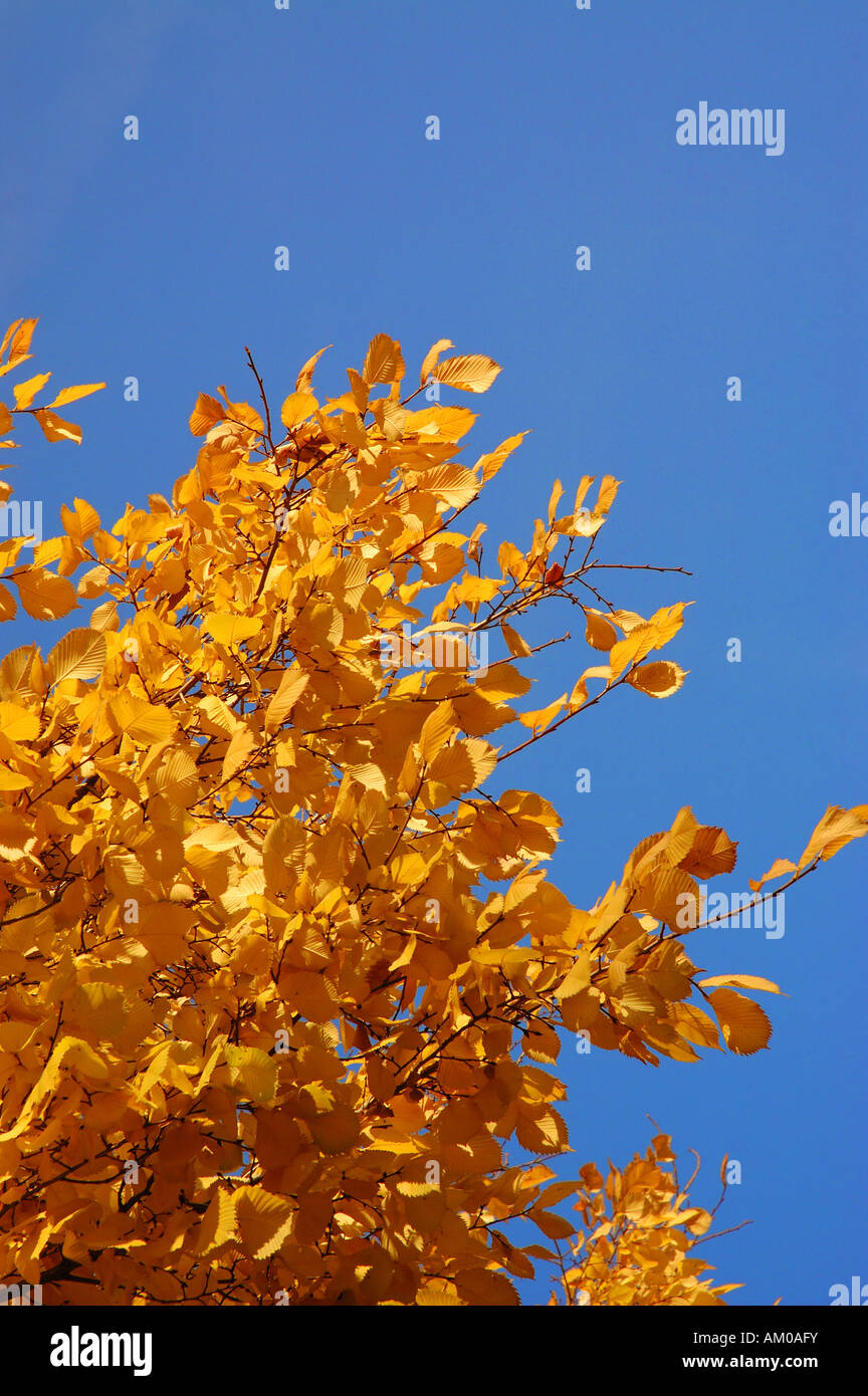 Golden autumn leaves against blue sky Stock Photo - Alamy