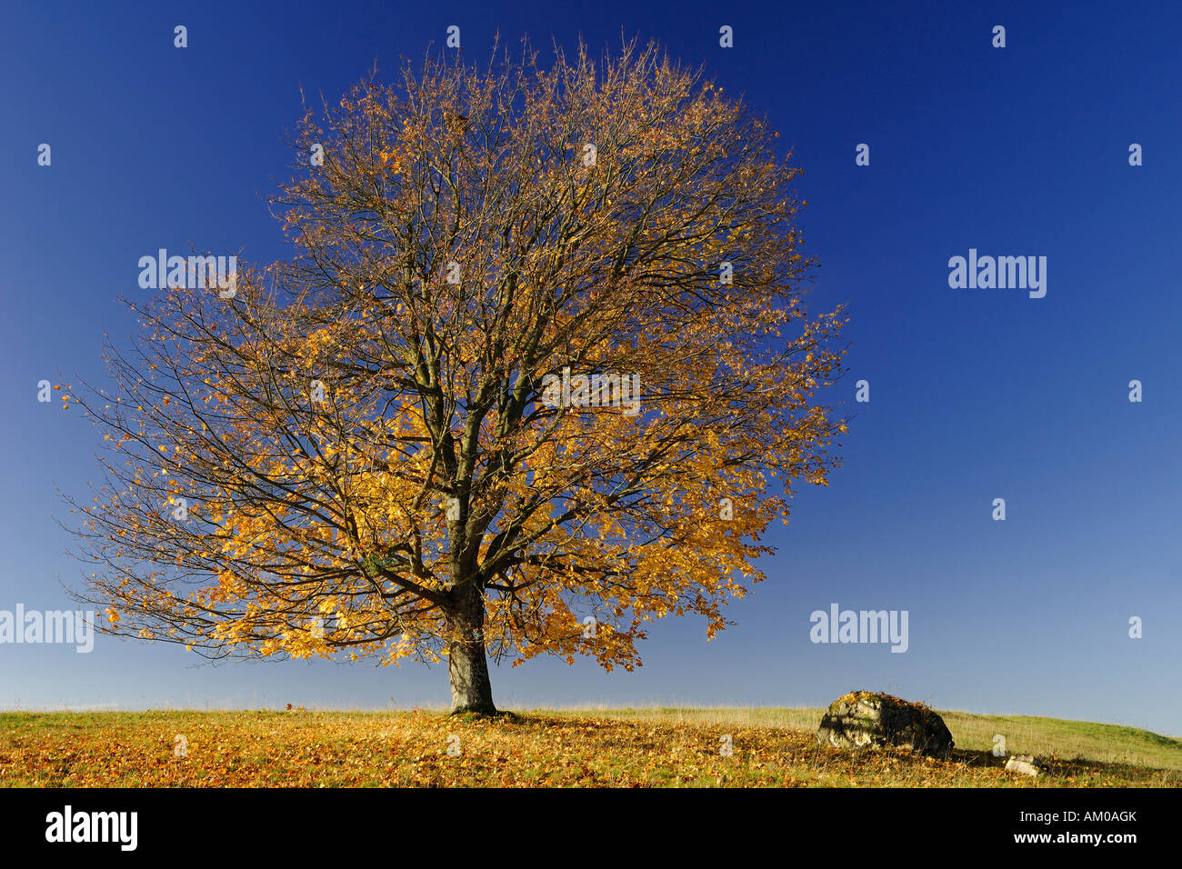Field Maple (Acer campestre) with autumn foliage Stock Photo - Alamy