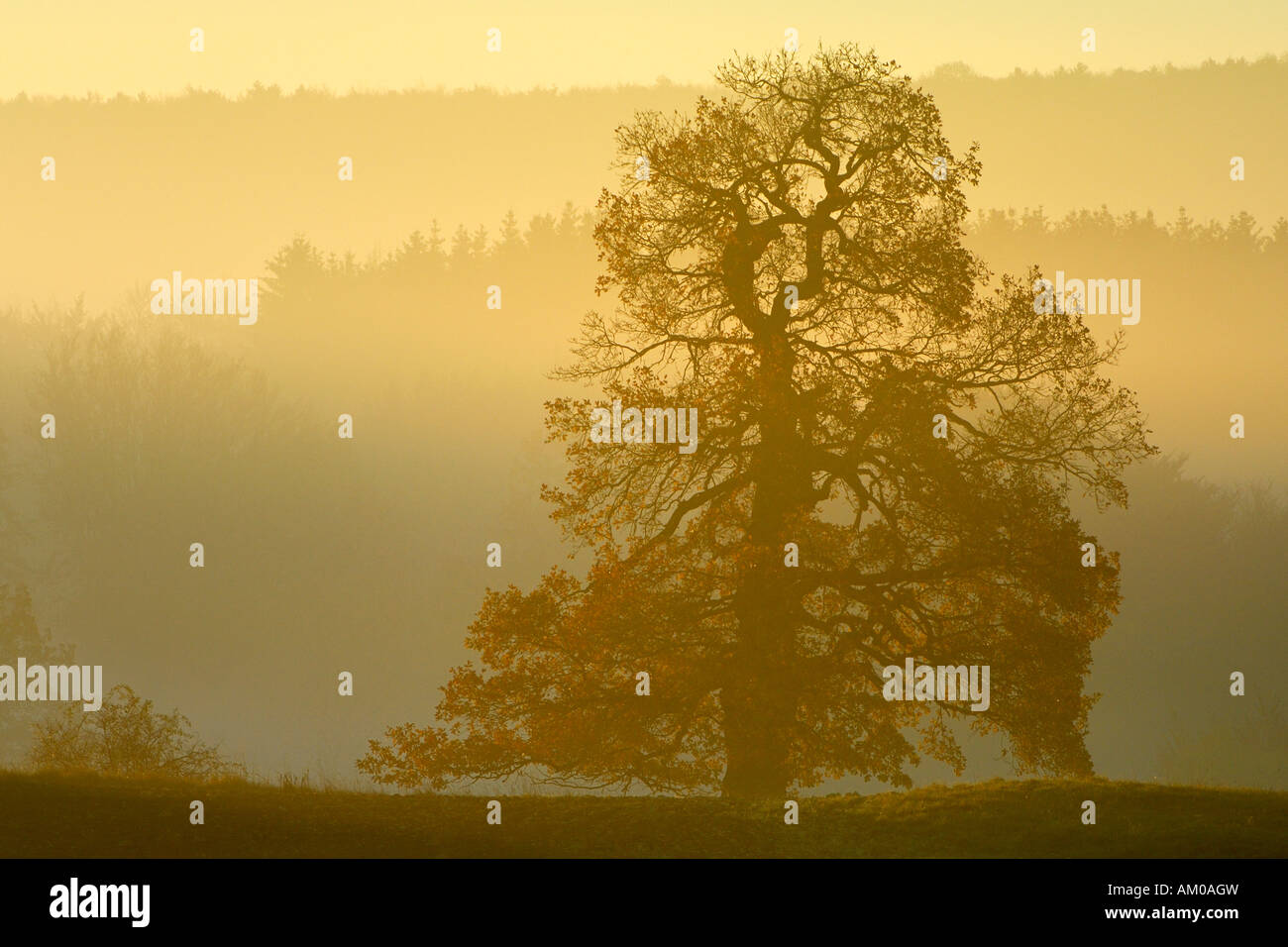 English Oak (Quercus robur) in the morning fog Stock Photo
