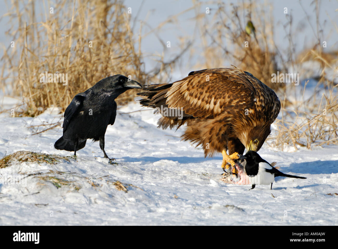 Common Raven yanking the tail feather of the White Tailed Eagle Stock Photo