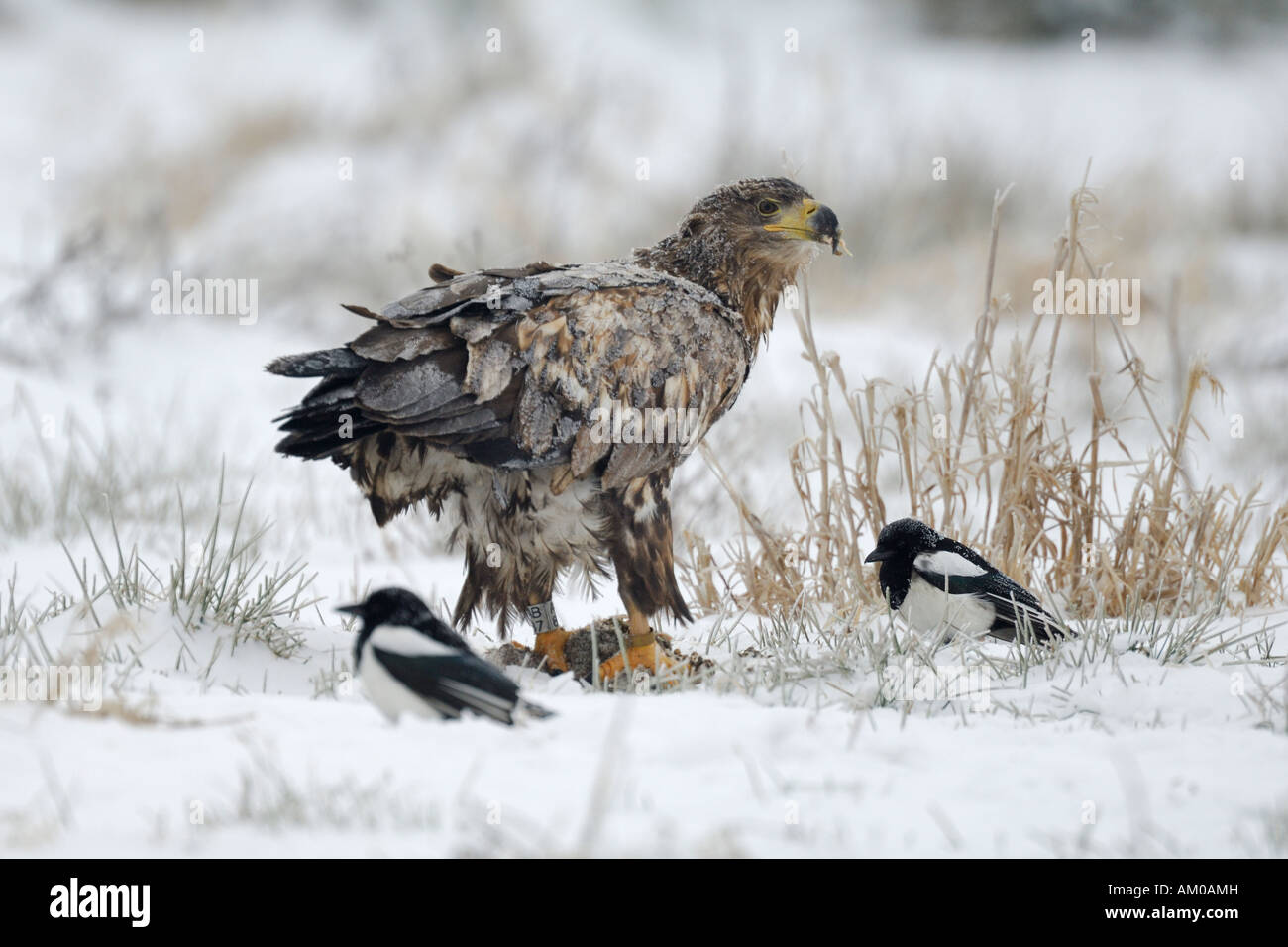 White Tailed Eagle with frosted plumage at the bait Stock Photo