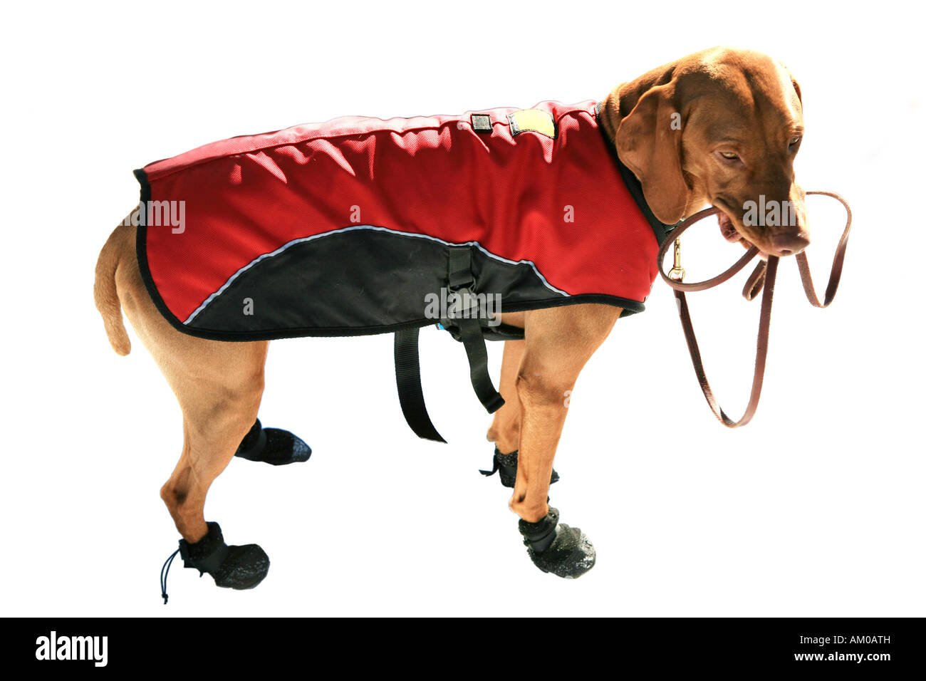 Vizsla Dog Wearing Coat and Shoes with leash in mouth isolated on white Stock Photo