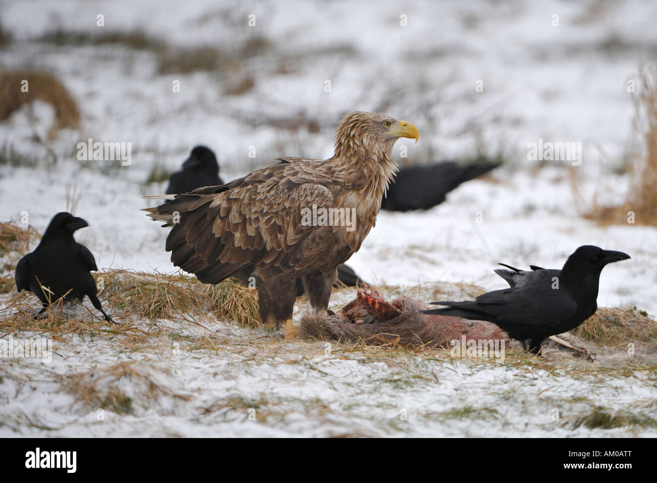 Common Ravens and a White Tailed Eagle at the bait Stock Photo