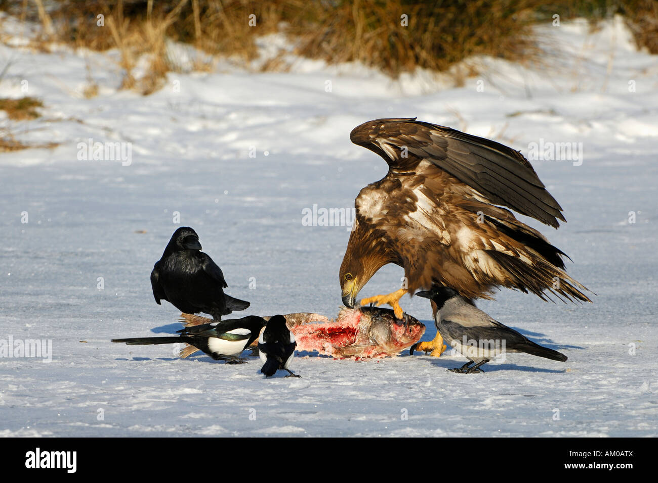 White Tailed Eagle, European Magpie, Hooded Crow at the bait Stock Photo