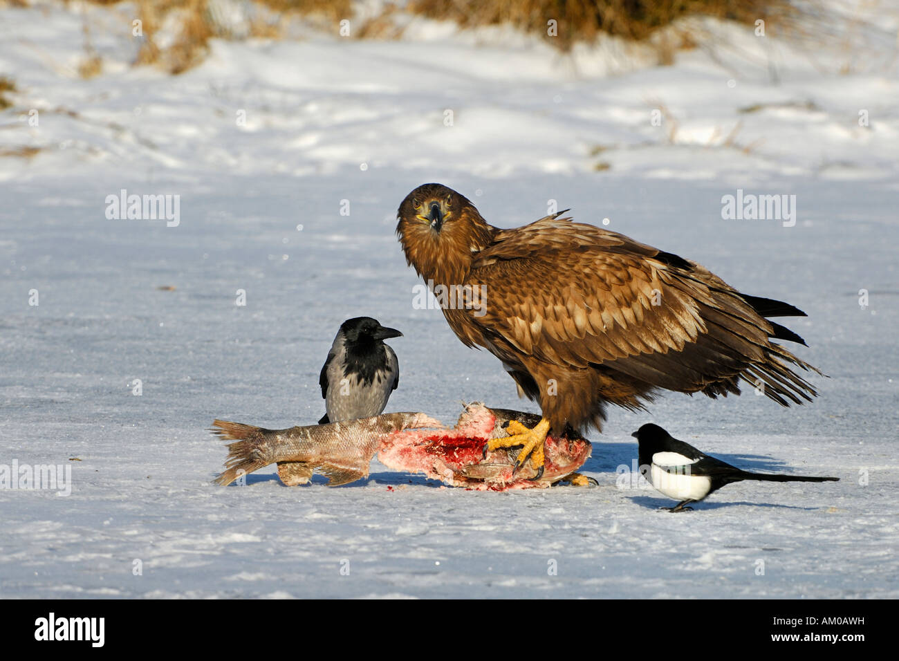 White Tailed Eagle, European Magpie, Hooded Crow at the bait Stock Photo