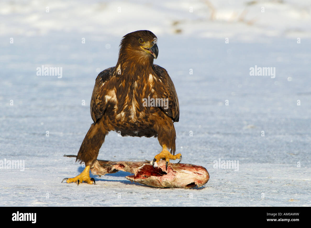 White Tailed Eagle at the bait Stock Photo