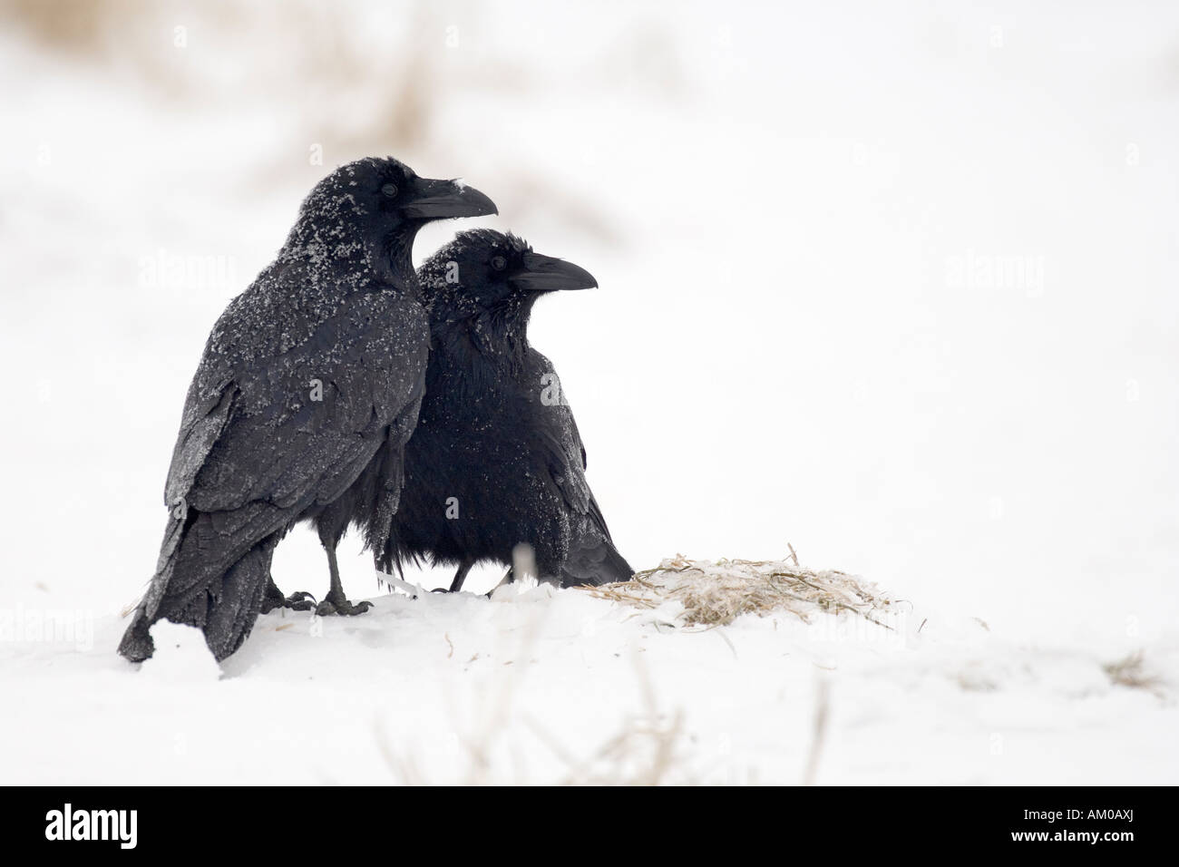 Pair of Common Ravens, mating with frosted plumage Stock Photo