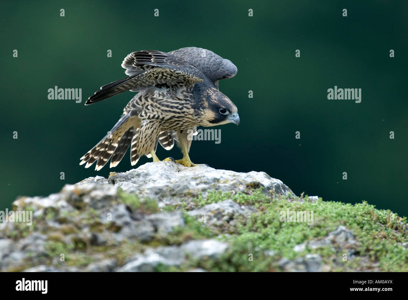 Peregrine Falcon (Falco peregrinus), fledgling, with raised wings Stock Photo