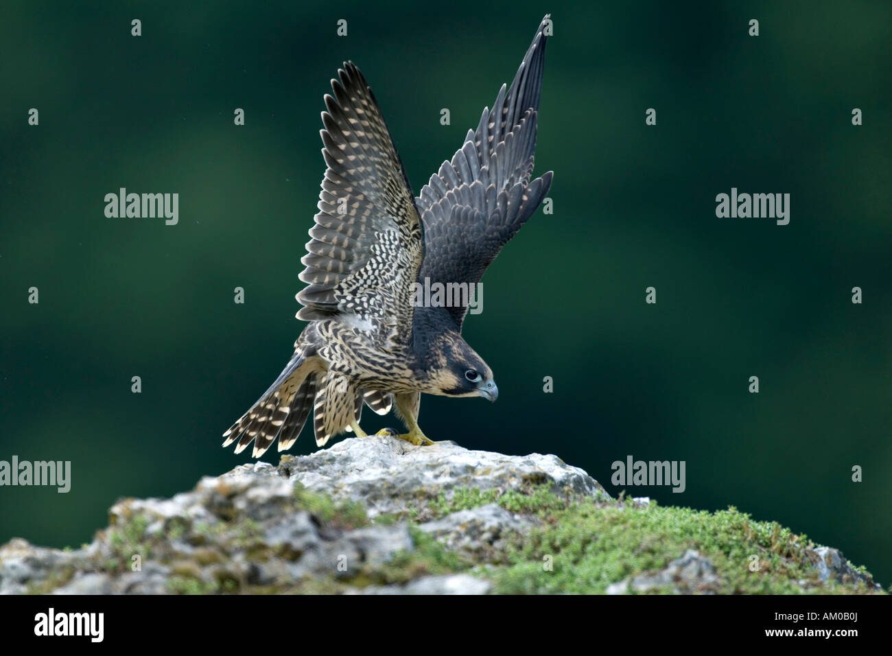 Peregrine Falcon (Falco peregrinus), fledgling, flapping Stock Photo