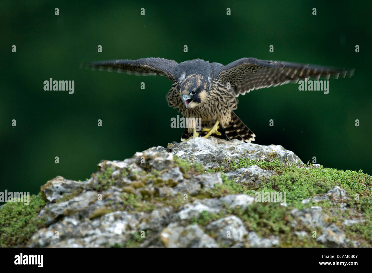 Peregrine Falcon (Falco peregrinus), fledgling, calling and flapping Stock Photo