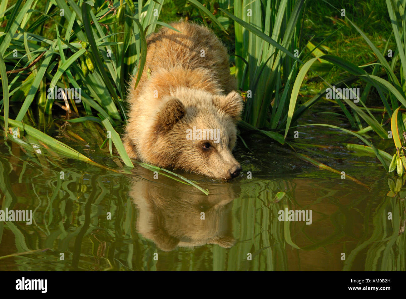 Brown bear (Ursus arctos arctos), pup, in the water Stock Photo