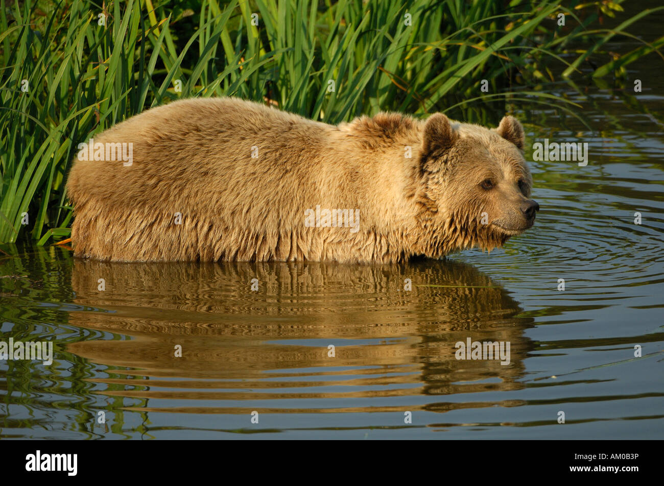 Brown bear (Ursus arctos arctos) Stock Photo