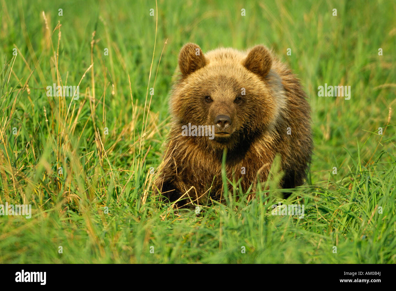 Brown bear (Ursus arctos arctos), pup Stock Photo