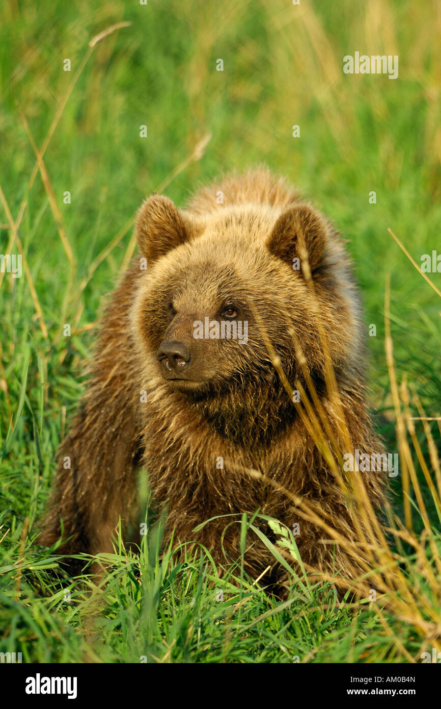 Brown bear (Ursus arctos arctos), pup Stock Photo