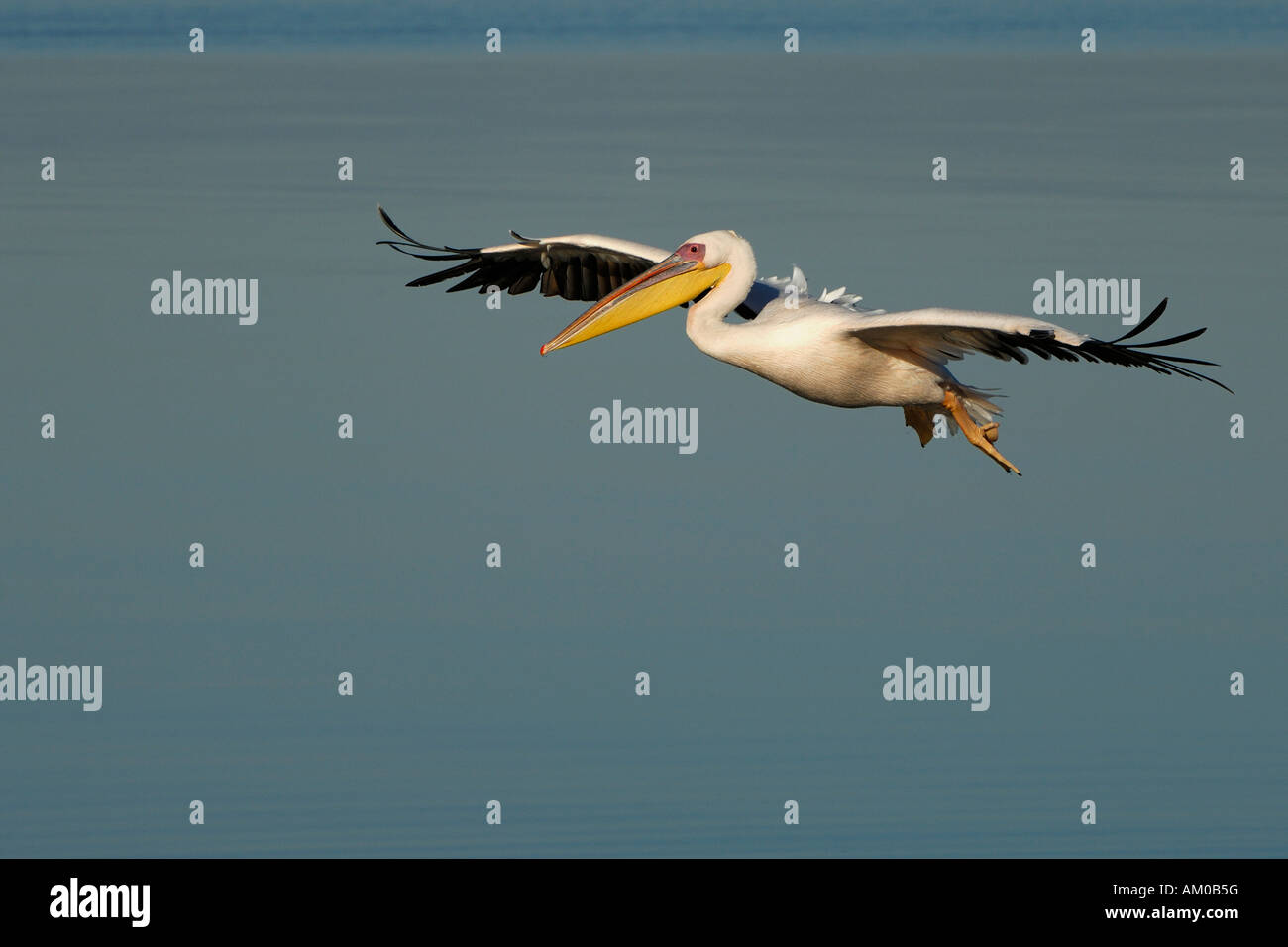 White Pelican, approach for a landing Stock Photo