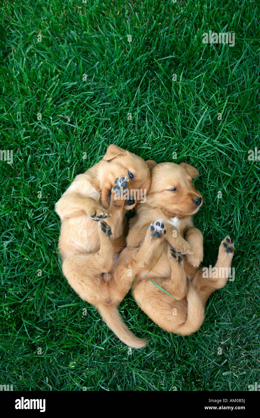 Image showcasing Two golden retriever puppies playing in the grass Stock Photo - Alamy