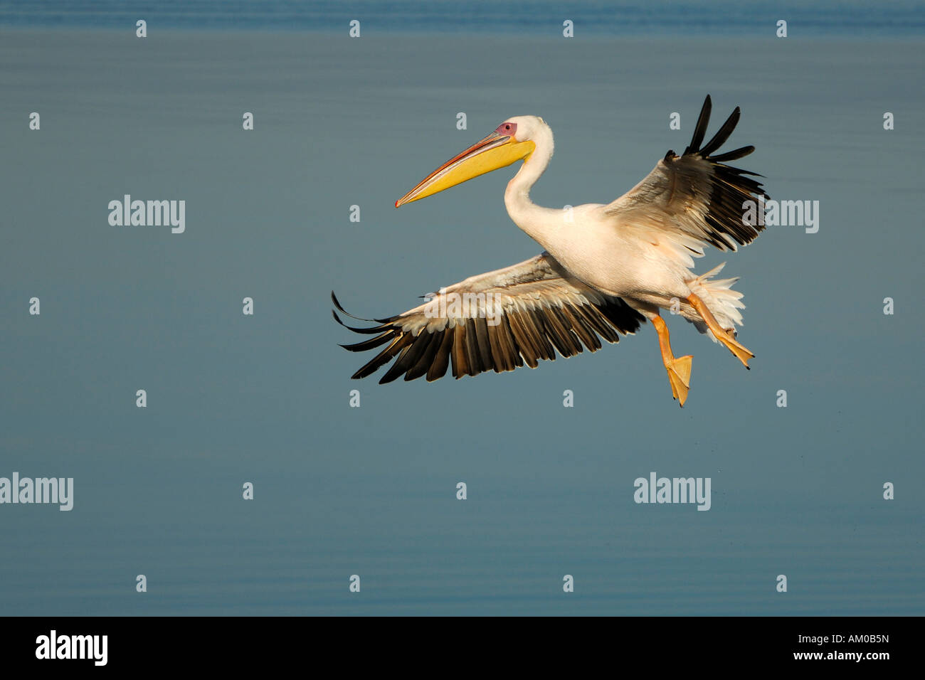 White Pelican, approach for a landing Stock Photo