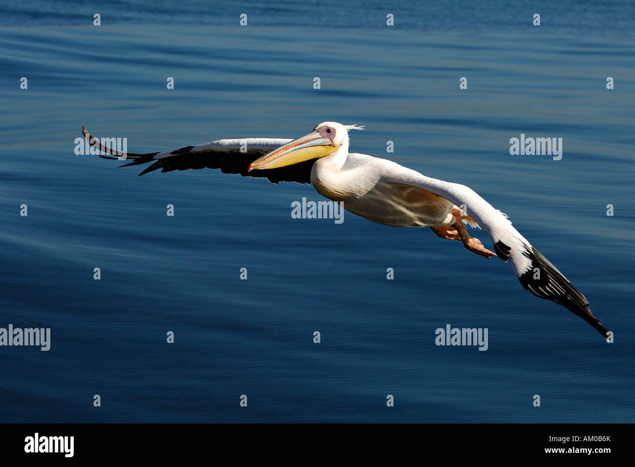 White Pelican, approach for a landing Stock Photo