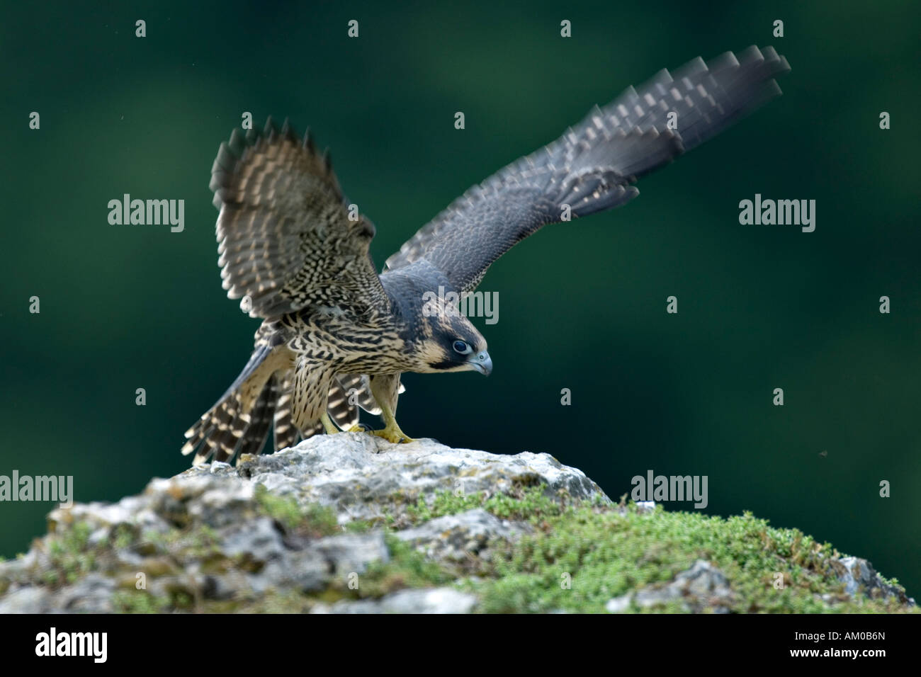Peregrine Falcon (Falco peregrinus), fledgling, flapping Stock Photo