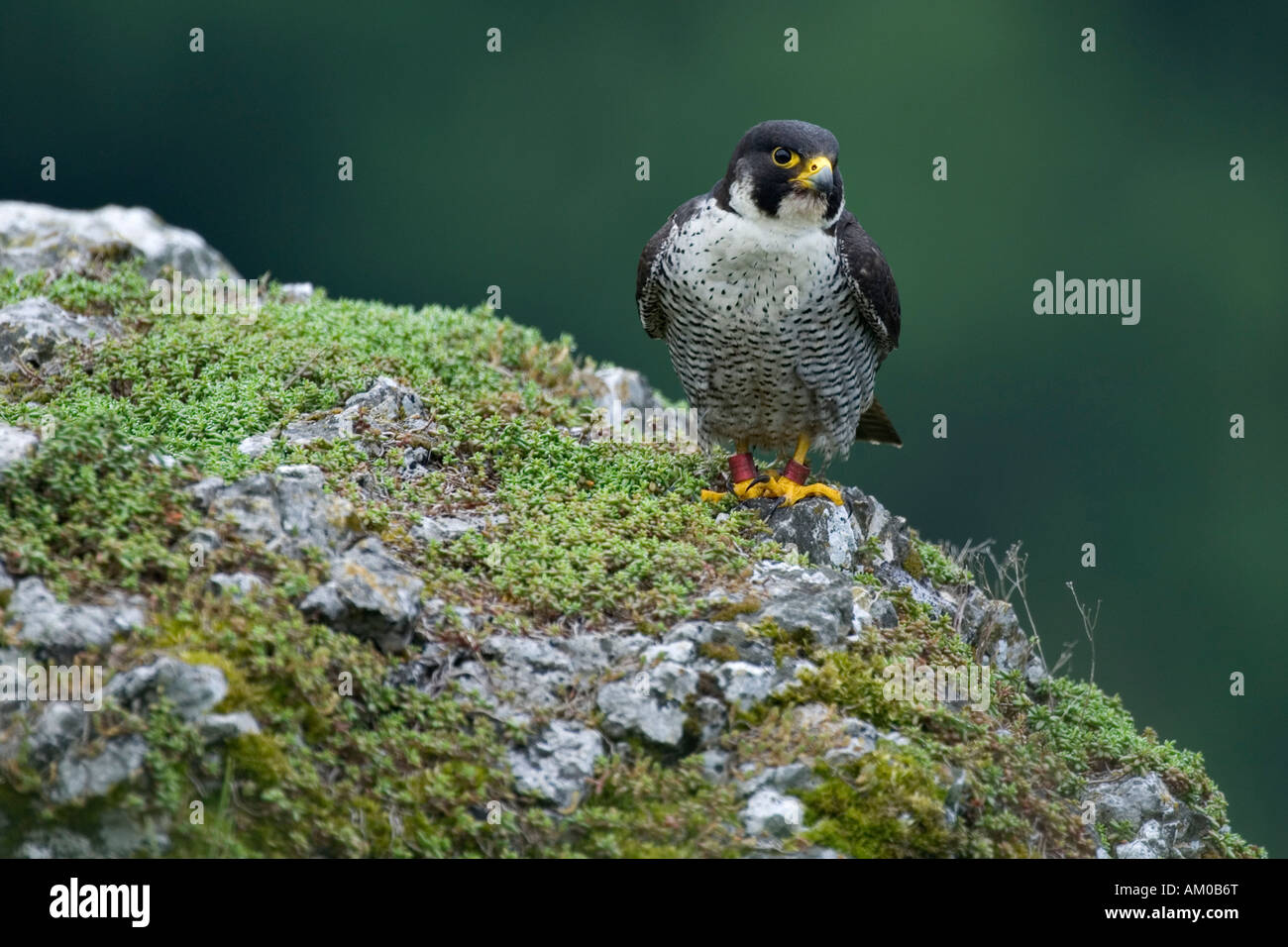 Peregrine Falcon (Falco peregrinus), adult, sitting Stock Photo