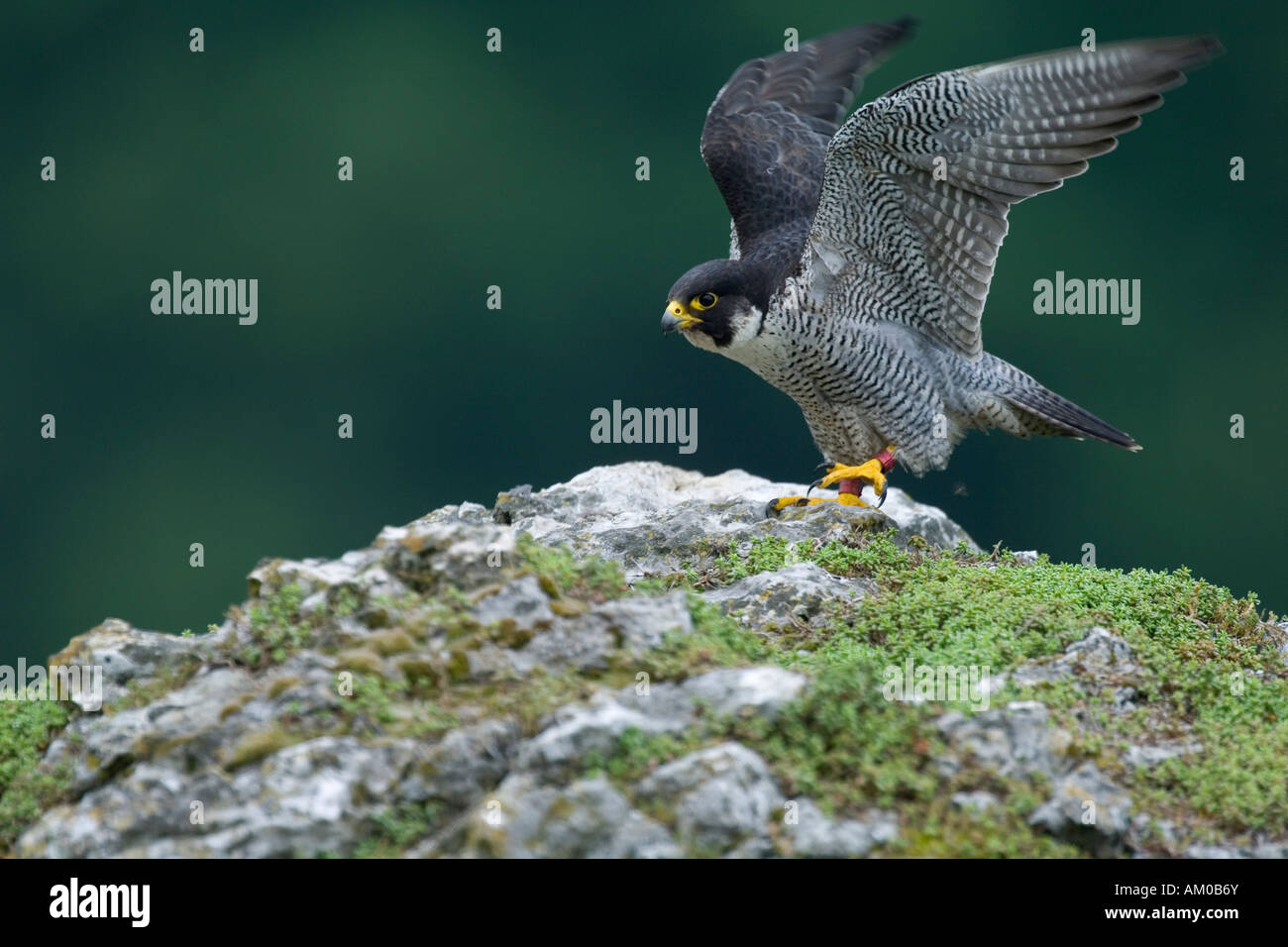 Peregrine Falcon (Falco peregrinus), adult, landing Stock Photo