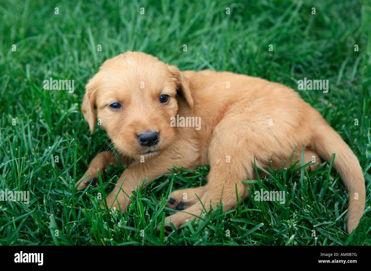 Golden retriever puppy lying in the grass Stock Photo - Alamy