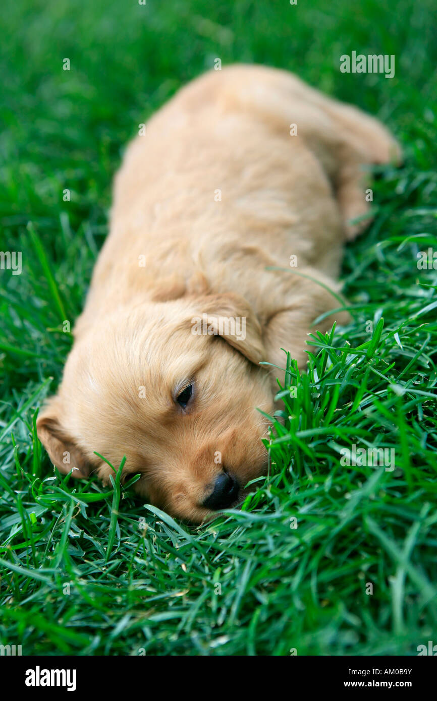 Golden Retriever puppy sleeping in the grass Stock Photo Alamy