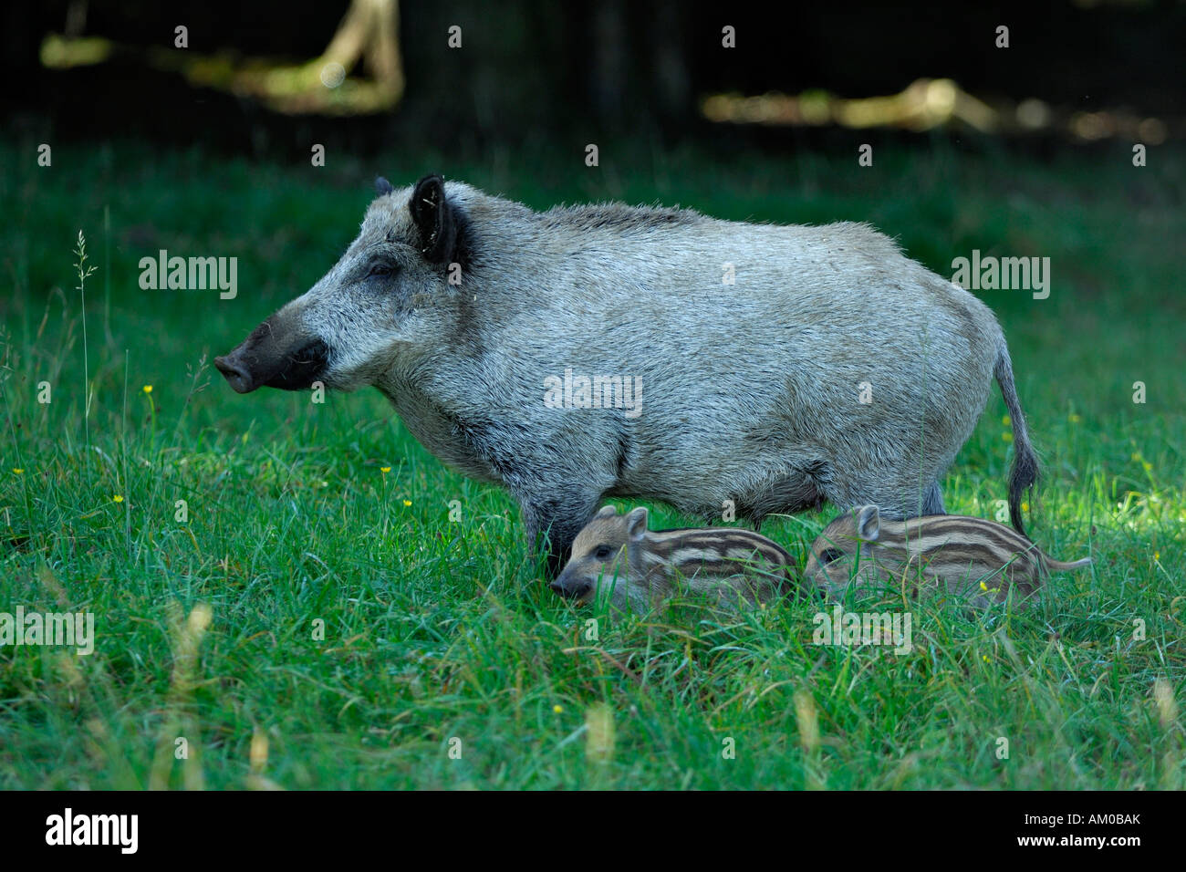 Boars (Sus scrofa), wild sow with shoats Stock Photo