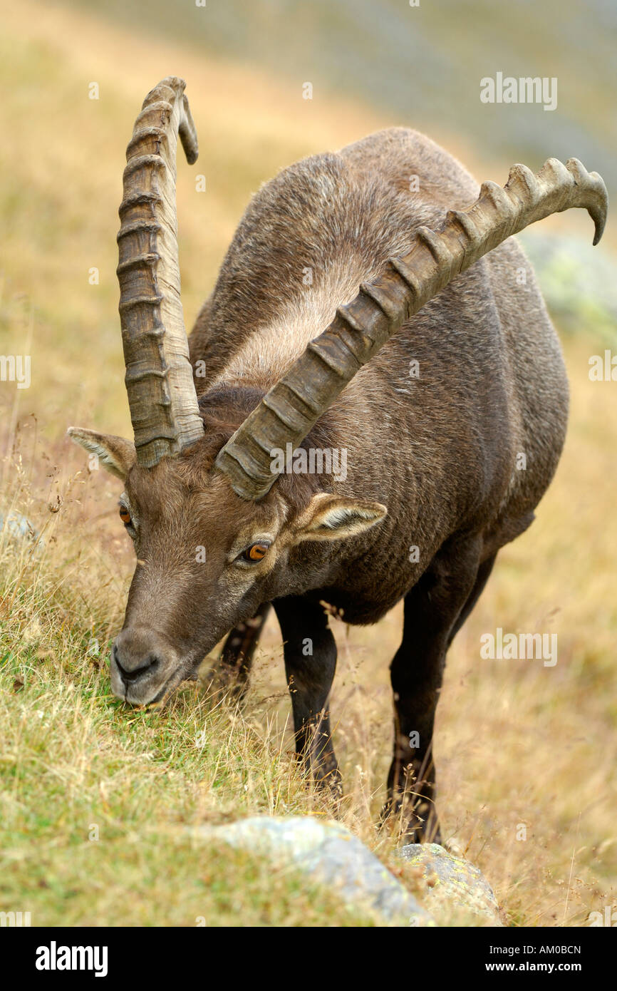 Alpine ibex (Capra ibex), grazing Stock Photo