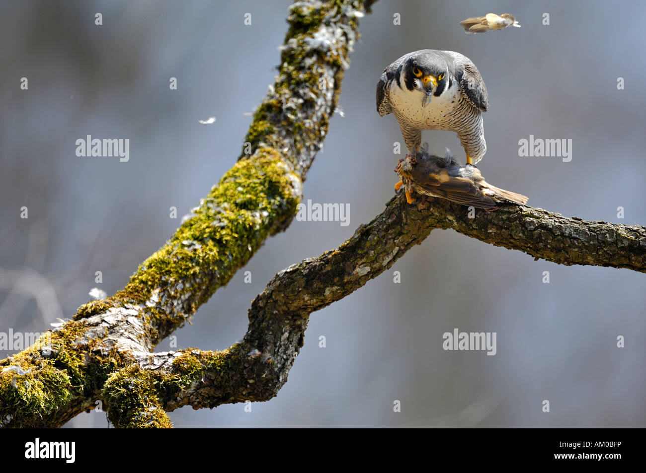 Peregrine falcon (Falco peregrinus), male with bag Stock Photo