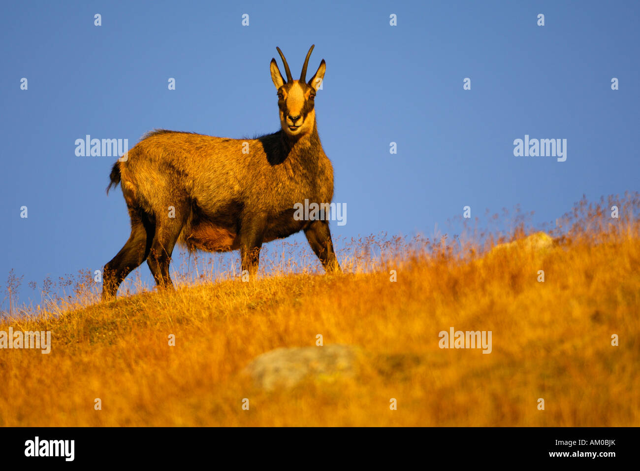 Gamsbock hires stock photography and images Alamy