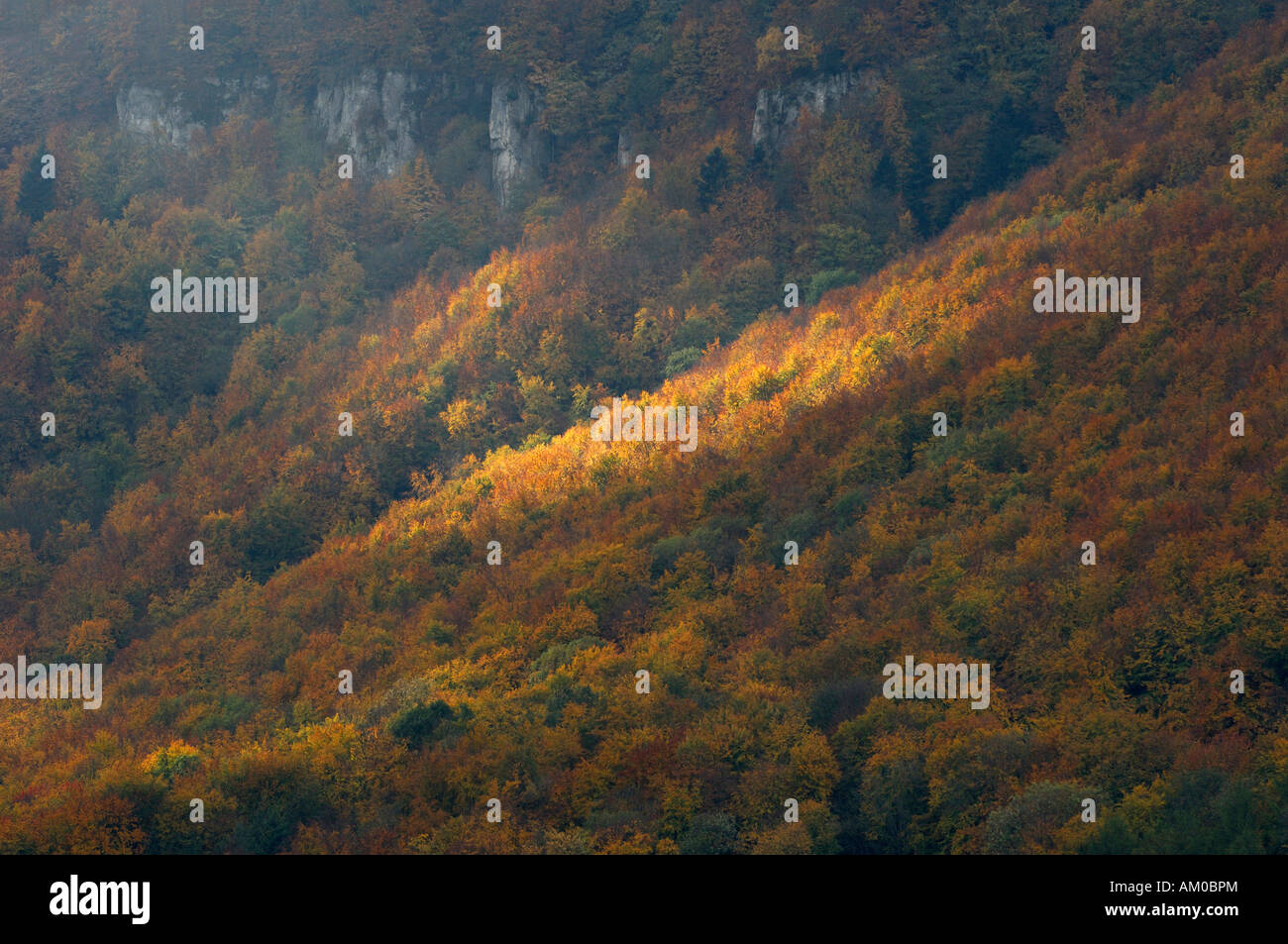 Spotlight on autumnal beech groove, Swabian Alb, Baden-Wuerttemberg, Germany Stock Photo