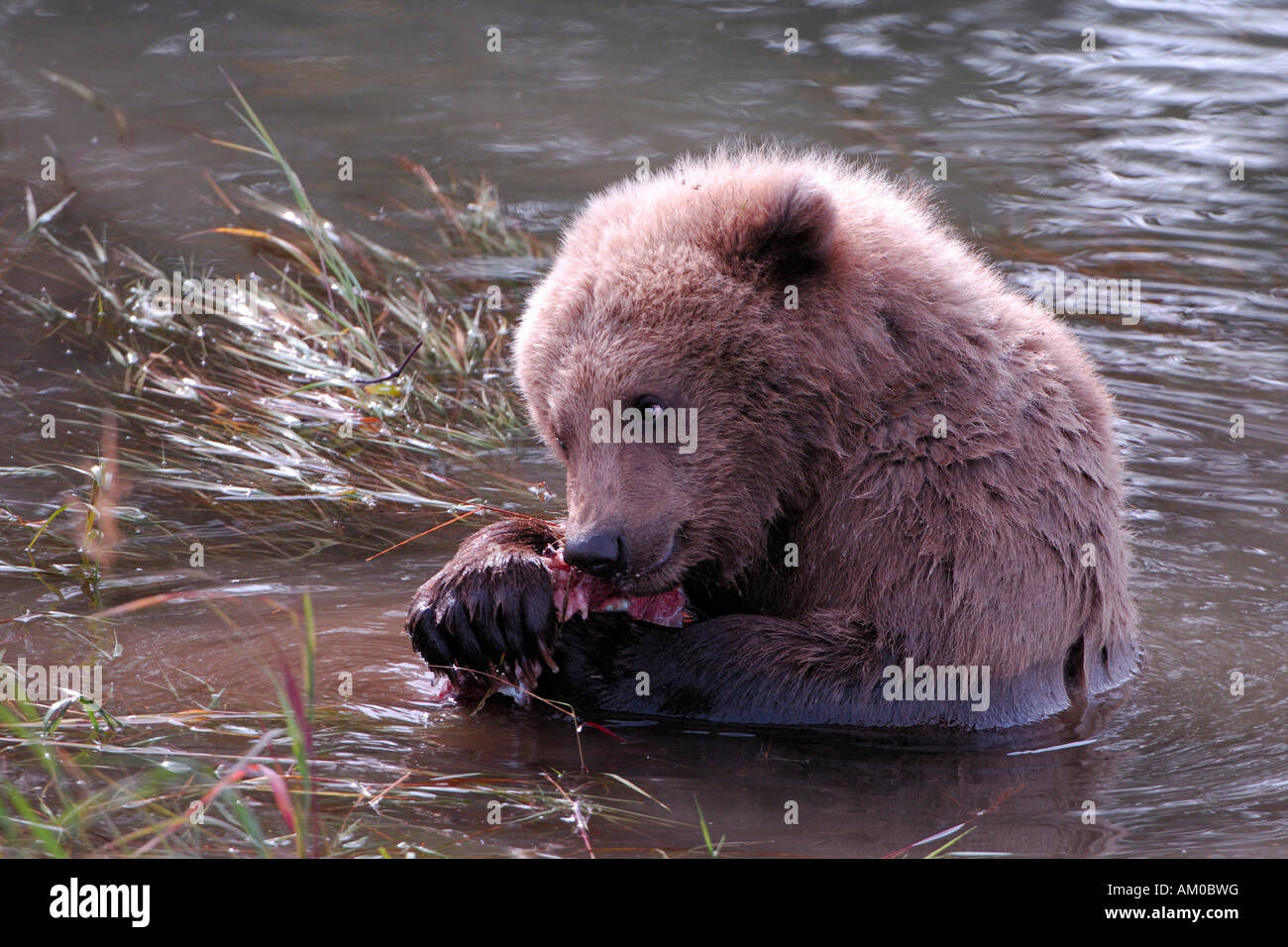 Grizzly bear (Ursus arctos horribilis), young feeds salmon, Alaska, USA, North America Stock Photo