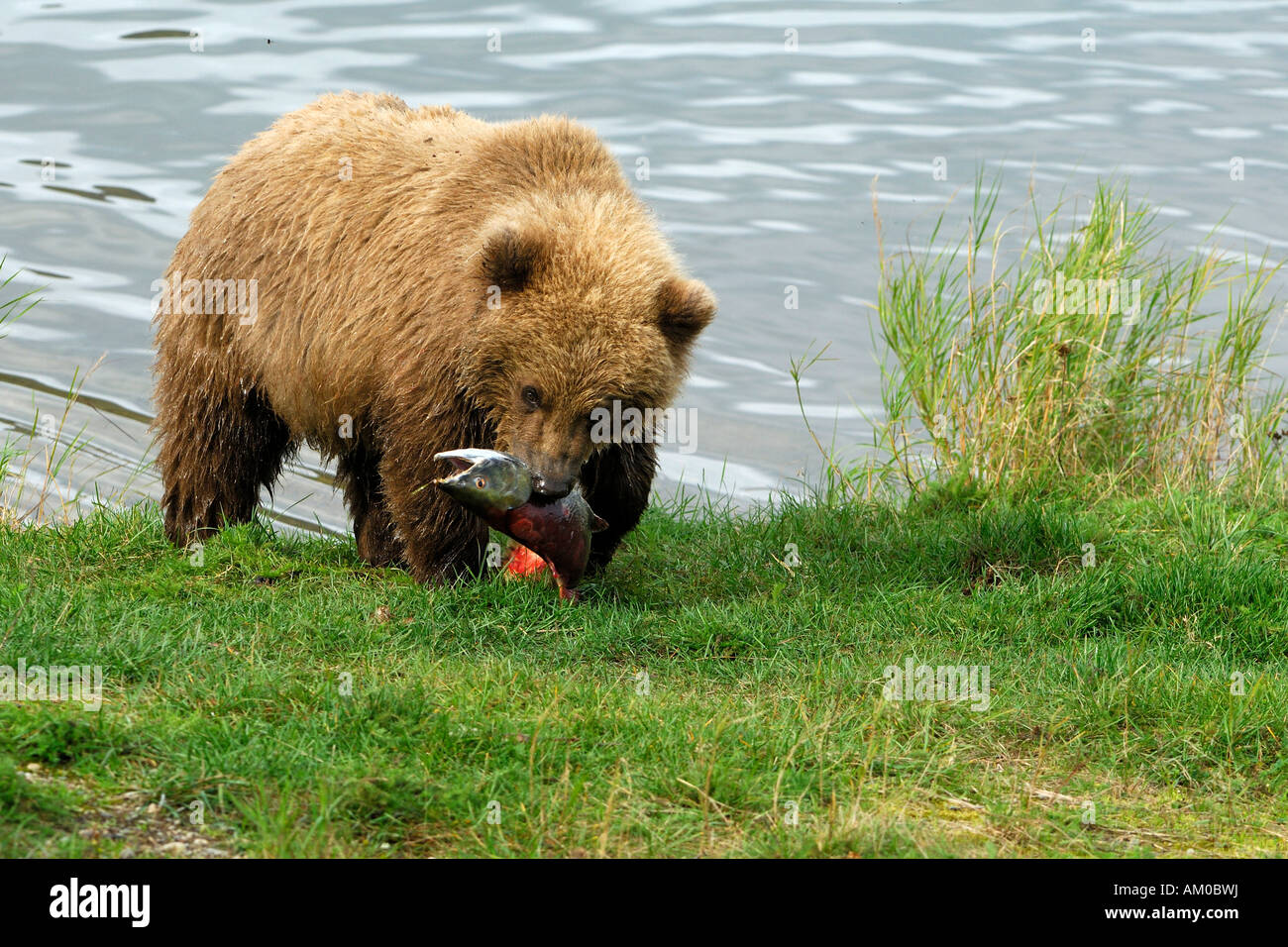 Grizzly bear (Ursus arctos horribilis), young with prey, Alaska, USA, North America Stock Photo