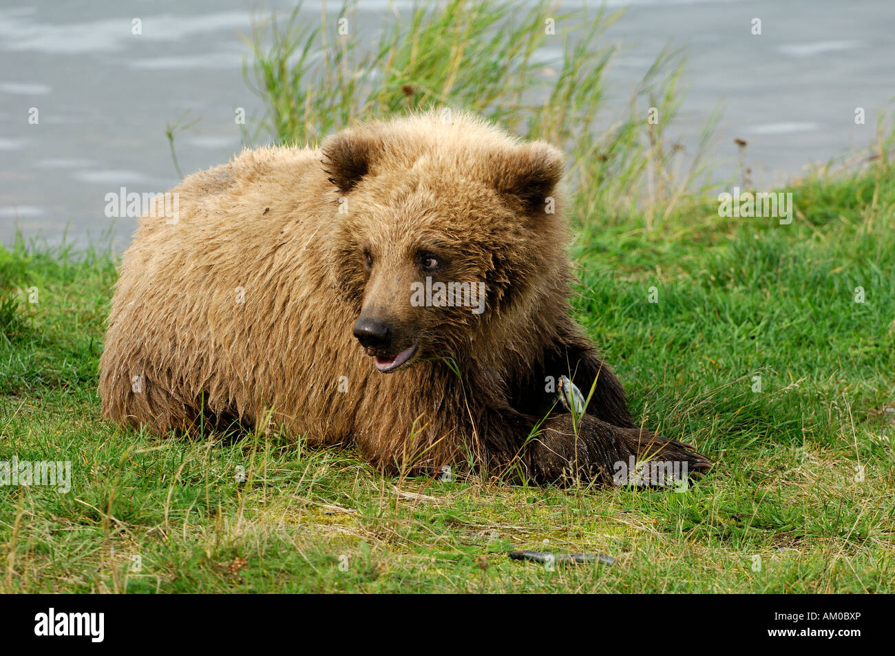 Grizzly bear (Ursus arctos horribilis), young with prey, Alaska, USA, North America Stock Photo