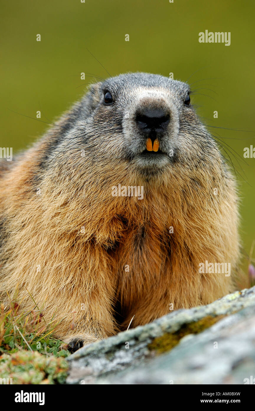 Alpine marmot (Marmota marmota) Stock Photo