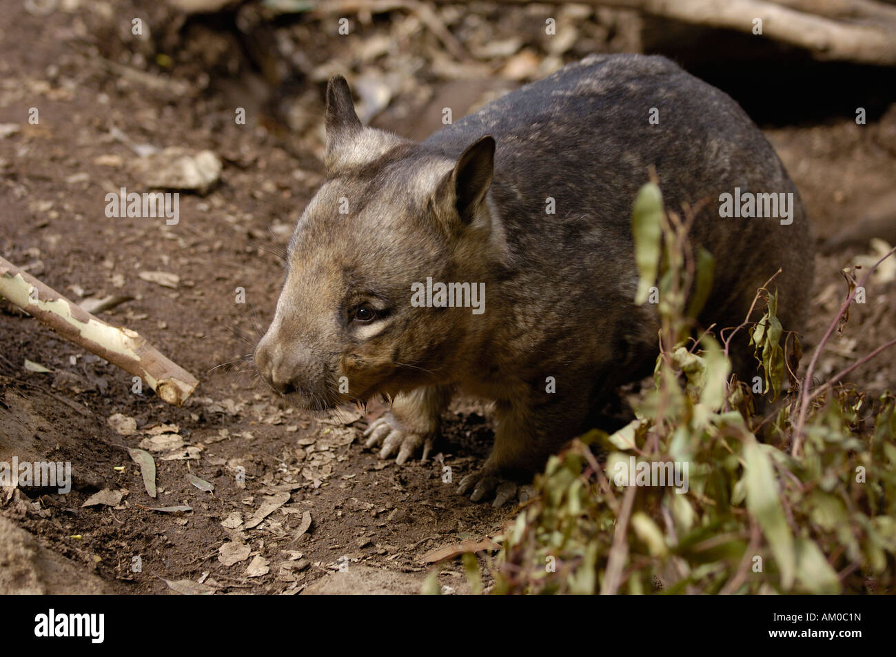 Southern Hairy-nosed Wombat (Lasiorhinus latifrons). (CAPTIVE). AUSTRALIA. Stock Photo