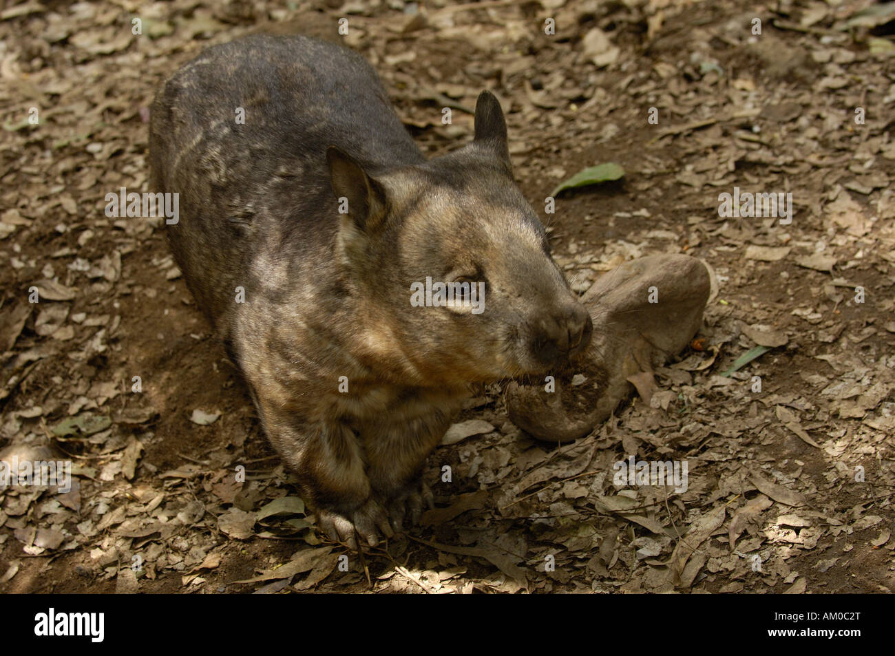 Southern Hairy-nosed Wombat (Lasiorhinus latifrons). (CAPTIVE). AUSTRALIA. Stock Photo