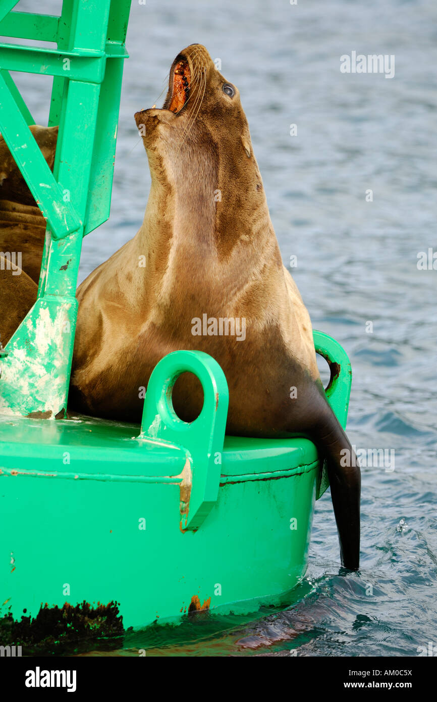 Steller sea lion (Eumetopias jubatus) on a light buoy, Prince William Sound, Alaska, USA, North America Stock Photo