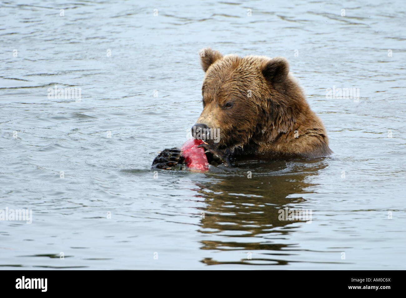 Alaska brown bear (ursus arctos) eating salmon, Katmai National Park, Alaska, USA Stock Photo