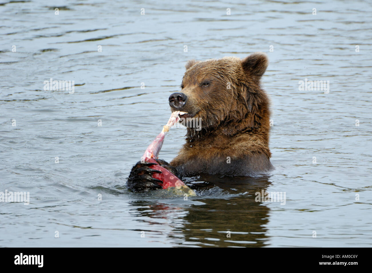 Alaska brown bear (ursus arctos) eating salmon, Katmai National Park, Alaska, USA Stock Photo