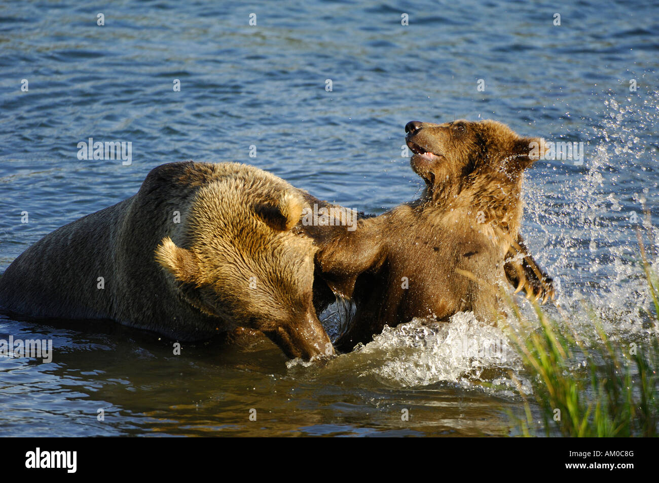 Alaska brown bear (ursus arctos), two pups in a playful fight, Katmai National Park, Alaska, USA Stock Photo
