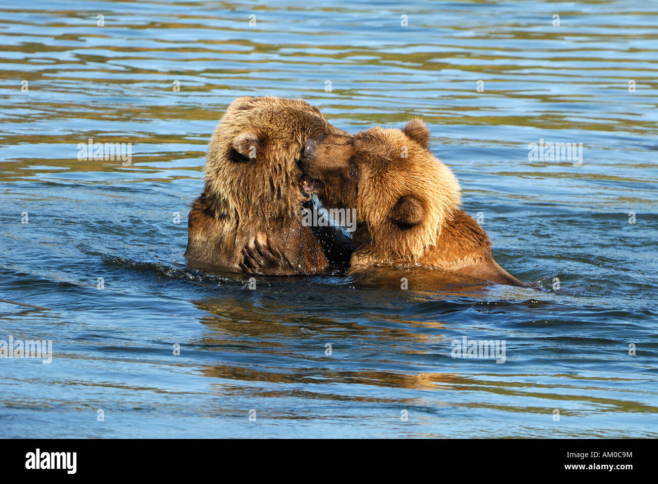 Alaska brown bear (ursus arctos), two playing pups, Katmai National Park, Alaska, USA Stock Photo