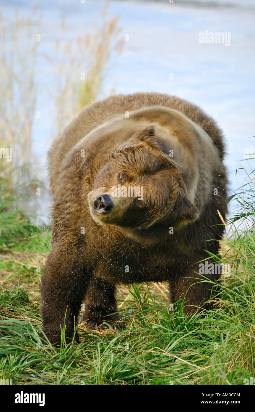 Alaska brown bear (ursus arctos) shaking water off his fur, Katmai National Park, Alaska, USA Stock Photo