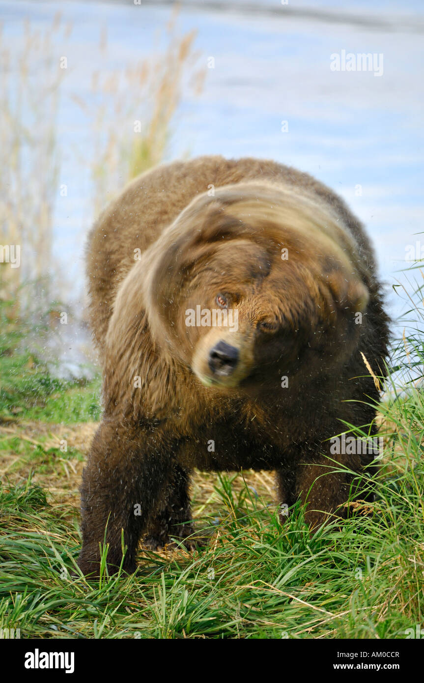 Alaska brown bear (ursus arctos) shaking water off his fur, Katmai National Park, Alaska, USA Stock Photo