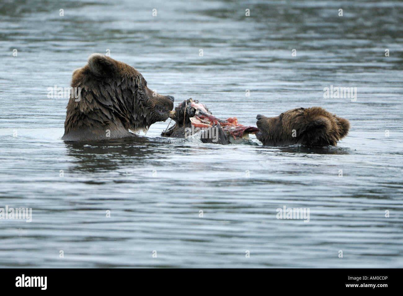Alaska brown bear (ursus arctos), she-bear and pup eating, Katmai National Park, Alaska, USA Stock Photo