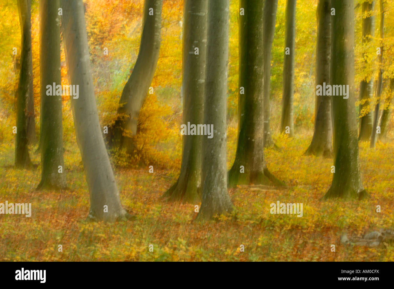 Autumnal beech groove, wiping effect Stock Photo