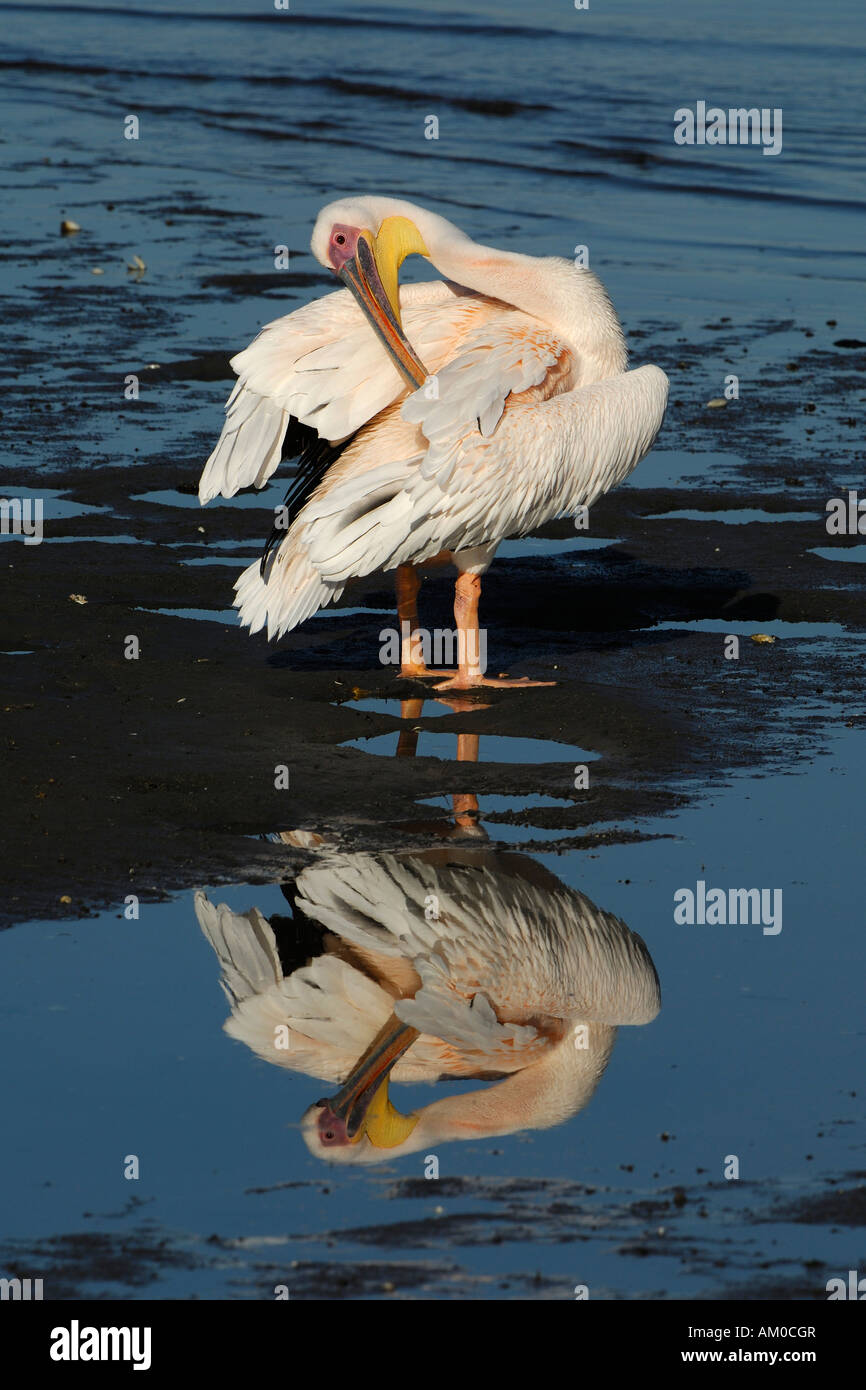 White Pelican (Pelecanus onocrotalus) cleaning plumage, reflection Stock Photo