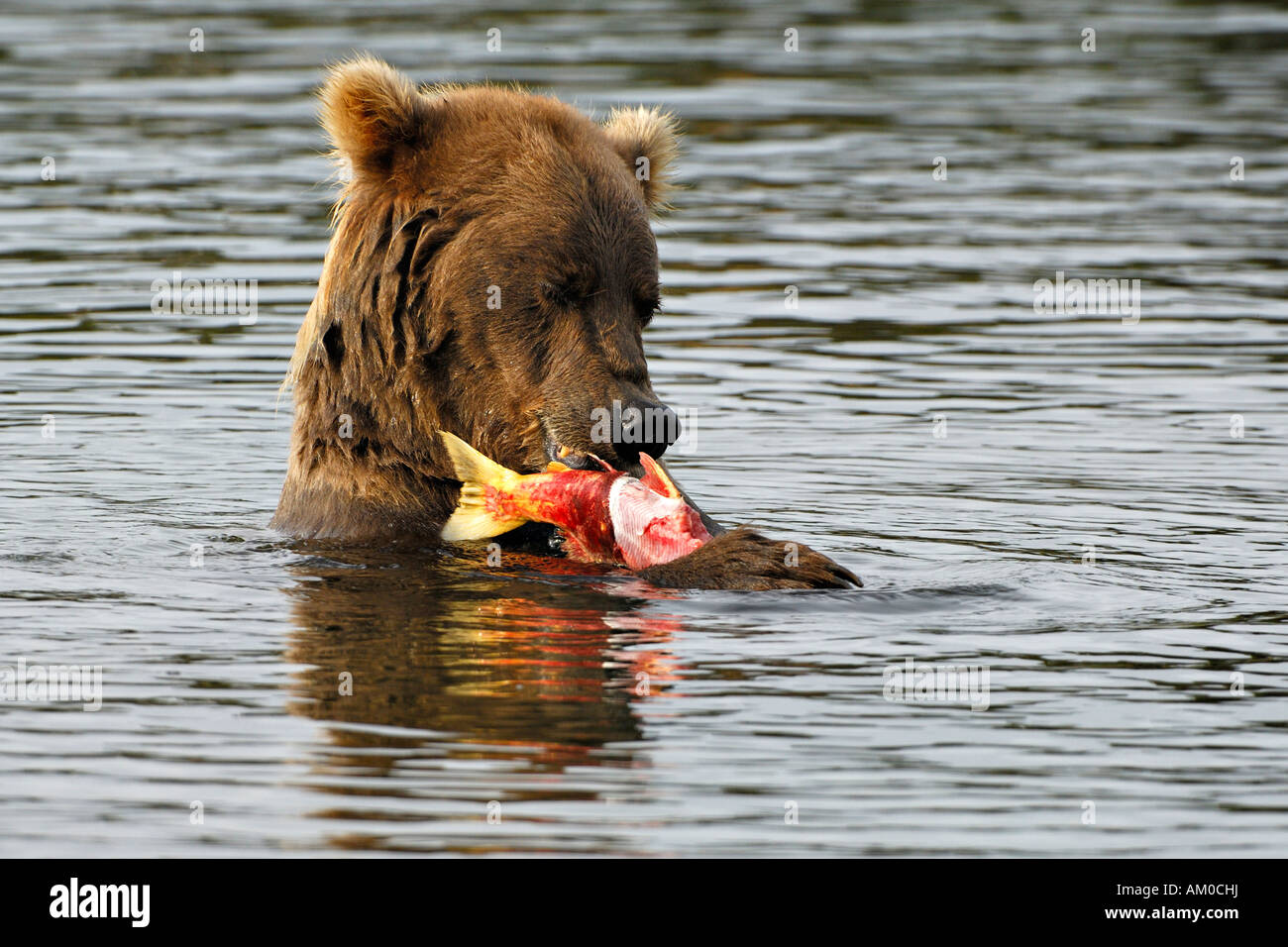 Alaska brown bear (Ursus arctos) eating salmon Stock Photo